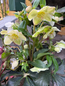 Christrose "Winter Ballet"