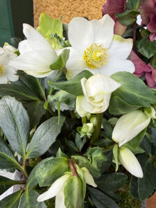 Christrose "Winter Ballet"