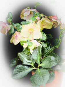 Wei&szlig;e Christrose "Wintergold"