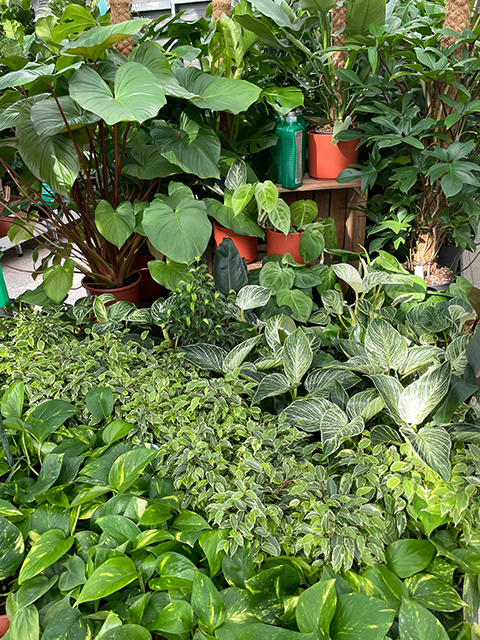 Zimmerpflanzen sind der Renner Zimmerpflanzen sind der Renner