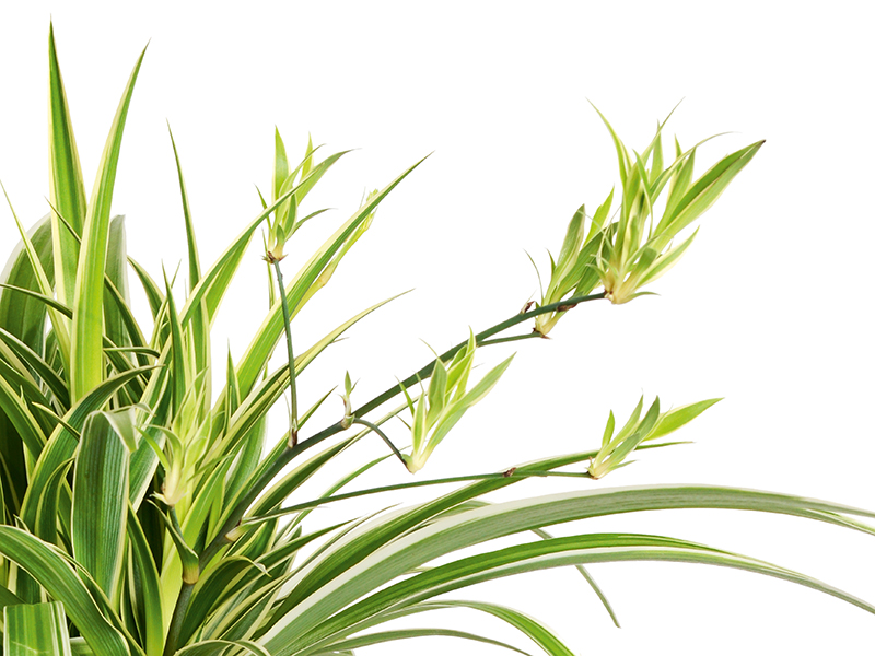 Grünlilie Grünlilie