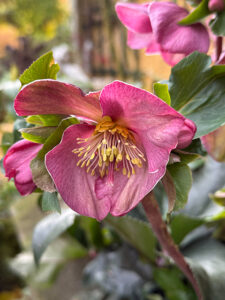 Christrose "ice and roses"