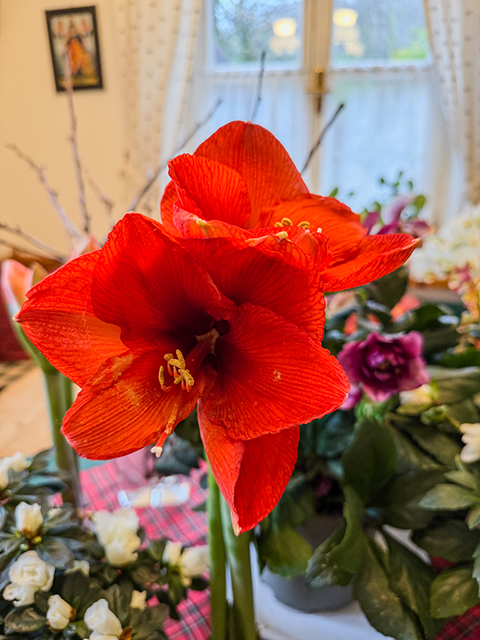Amaryllis Amaryllis
