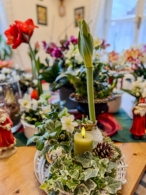 Amaryllis – in Schalen kombiniert mit Christrosen Amaryllis - in Schalen kombiniert mit Christrosen