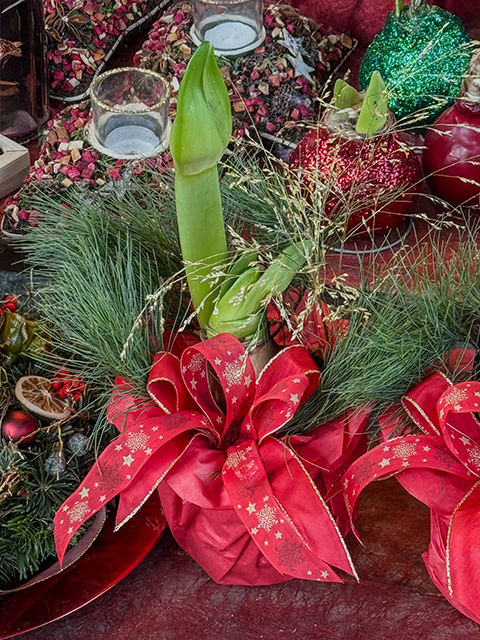 Amaryllis – weihnachtlich aufgeputzt Amaryllis - weihnachtlich aufgeputzt