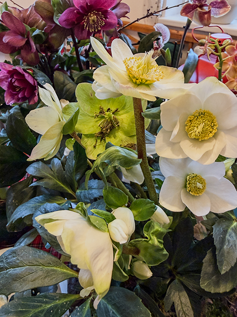 Christrosen Christrosen