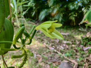 Die Bl&uuml;te der kletternden Vanille-Orchidee