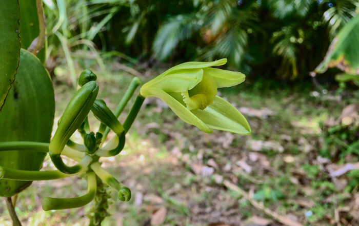 Die Blüte der kletternden Vanille-Orchidee