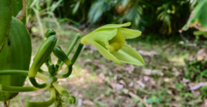 Die Bl&uuml;te der kletternden Vanille-Orchidee