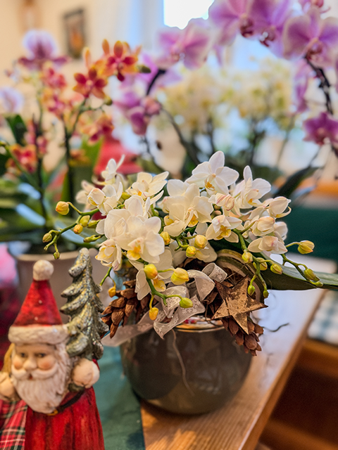 Orchideen als Geschenk Orchideen als Geschenk