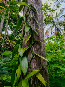 So w&auml;chst die Vanille-Orchidee
