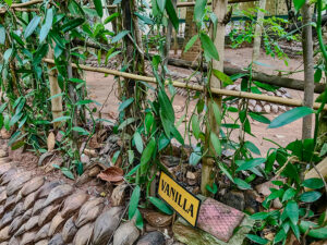 Vanille-Schaugarten in den Tropen