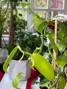 Vanille im Blumentopf auf der Fensterbank beim Biog&auml;rtner