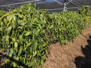 Vanille in einer Plantage