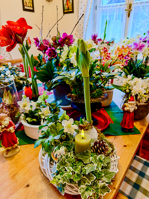 Weihnachtspflanzen Weihnachtspflanzen