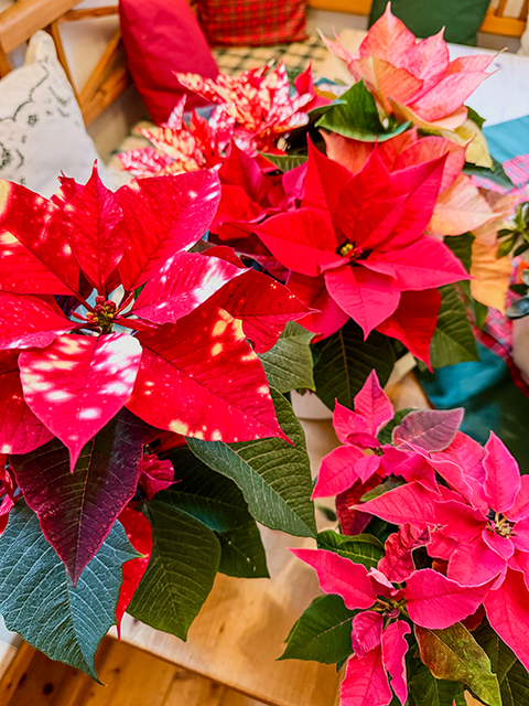 Weihnachtsstern Weihnachtsstern