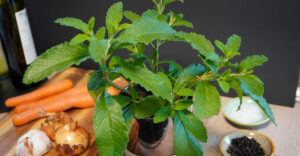 Blu Bouillon-Pflanze