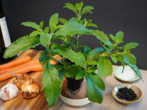 Blu Suppenliebe Bouillon-Pflanze