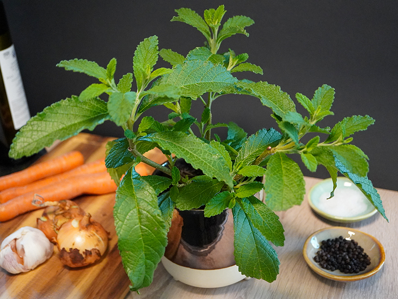 Blu Suppenliebe Bouillon-Pflanze Blu Suppenliebe Bouillon-Pflanze