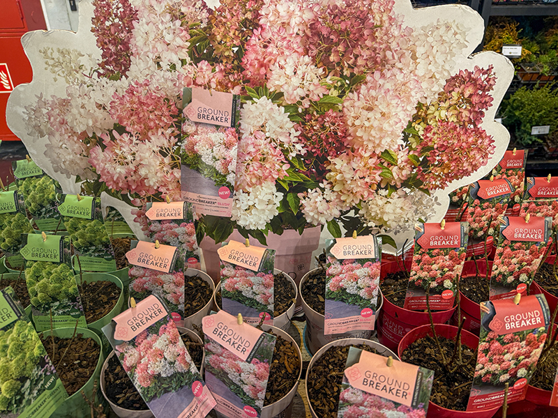 Bodendecker-Hortensie Bodendecker-Hortensie