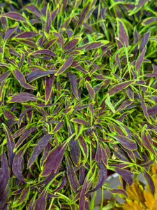 Buntnessel "Razor Blades"