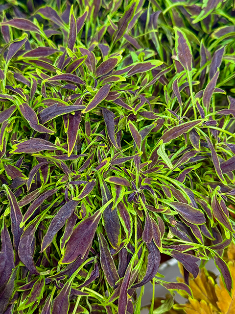 Buntnessel „Razor Blades“ Buntnessel "Razor Blades"