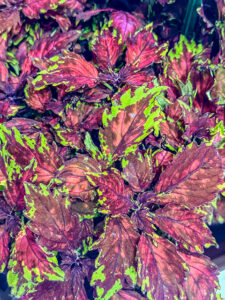 Buntnessel "Arabesque"