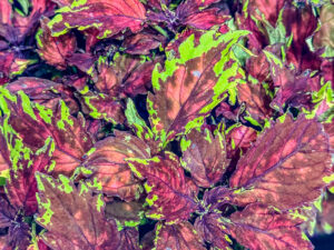 Buntnessel "Arabesque"