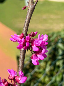CERCIS - griffithii "Blue-Lagoon"