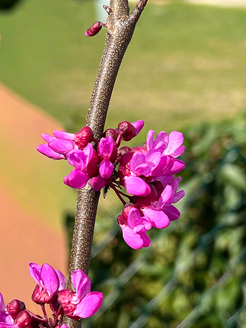 CERCIS – griffithii „Blue-Lagoon“ CERCIS - griffithii "Blue-Lagoon"