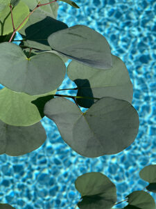 CERCIS - griffithii "Blue-Lagoon"