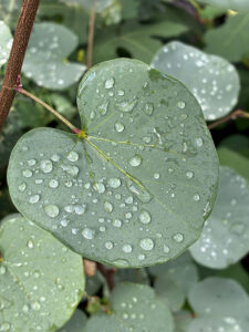 CERCIS - griffithii "Blue-Lagoon"