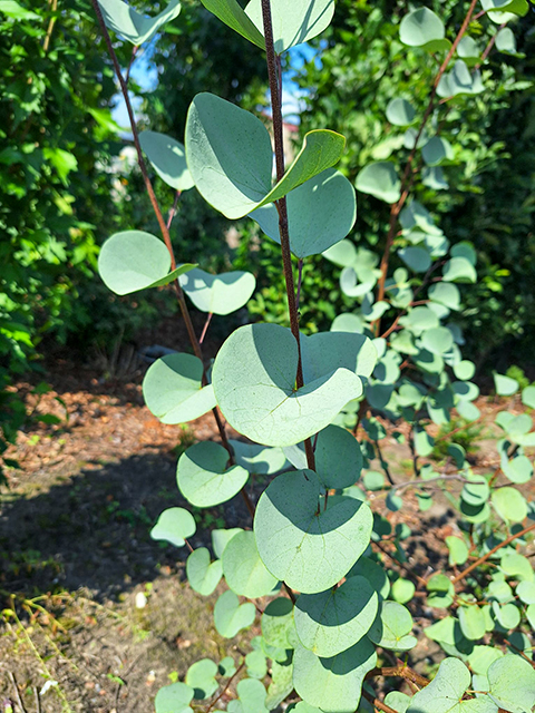 Cercis-chin Cercis-chin