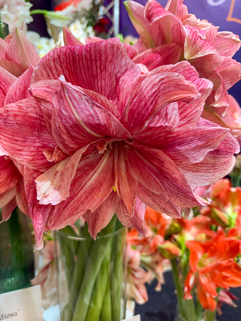 ‚Pink-Elephant‘-Sommerblühende-Amaryllis-Grandiosa