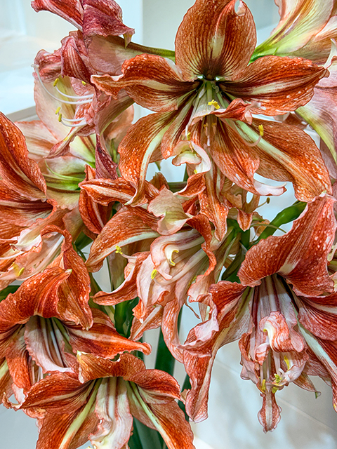 ‚Wild Dance‘ – Sommerblühende Grandiosia-Amaryllis 'Wild Dance' - Sommerblühende Grandiosia-Amaryllis