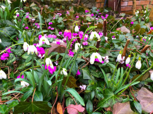 Fr&uuml;hling im Garten