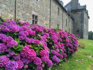 Hortensien in der Bretagne
