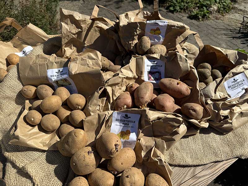Erdäpfel - bereit zum Pflanzen