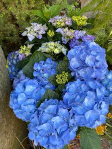 Blaue Hortensien