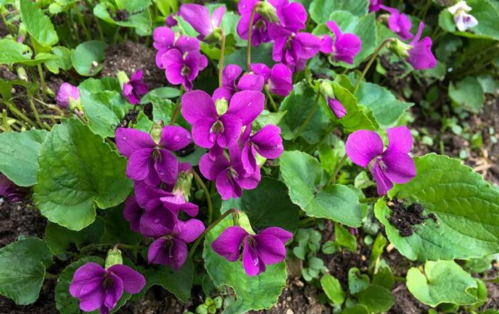 Duft-Veilchen - pink