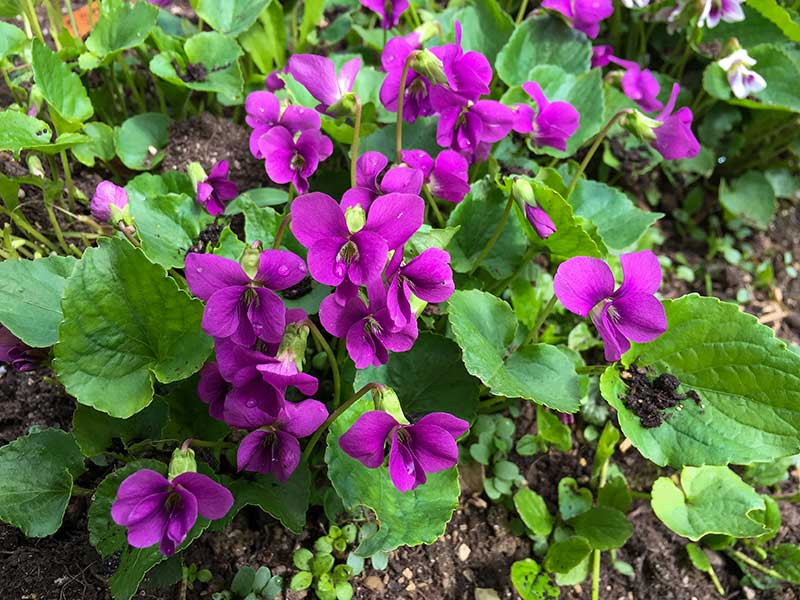 Duft-Veilchen - pink