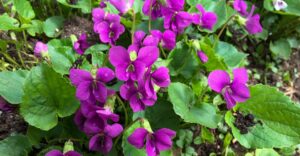 Duft-Veilchen - pink