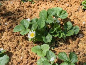Erdbeeren