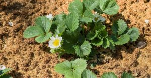 Erdbeeren