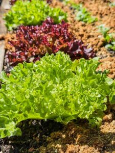 Salat