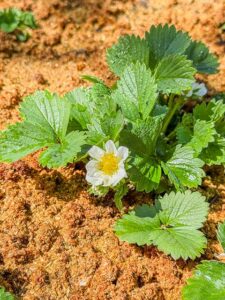 Erdbeeren