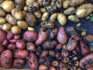 Kartoffel-Vielfalt aus dem eigenen Garten
