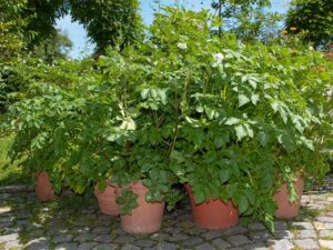 Kartoffeln wachsen auch im Topf
