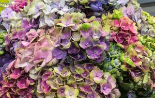 Hortensie "Magic"