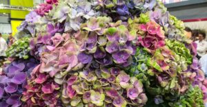 Hortensie "Magic"